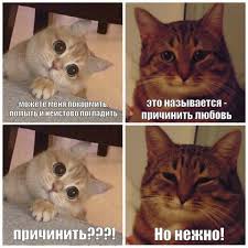 Кот в очках