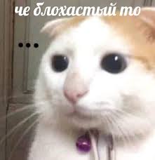 Кот с бутербродом