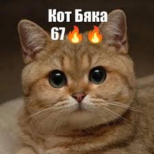 Удивленный кот