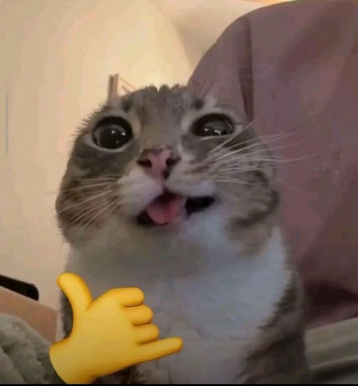 Кот в коробке